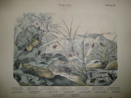 Historia naturalna państwa zwierzęcego, 1884 T.65-Insects